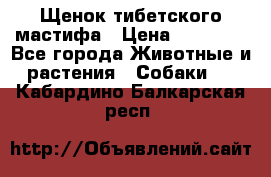 Щенок тибетского мастифа › Цена ­ 60 000 - Все города Животные и растения » Собаки   . Кабардино-Балкарская респ.